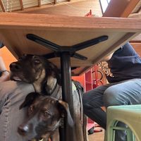 Dogs accepted 🫶🏻  at Flower Burger - I Gigli in Campi Bisenzio