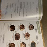 Speisekarte   at Katzentempel - Bremen in Bremen