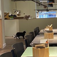 Bewohner   at Katzentempel - Bremen in Bremen