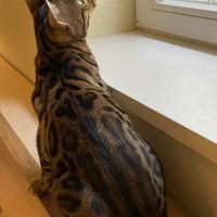 Interessiert   at Katzentempel - Bremen in Bremen