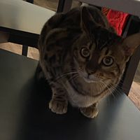 Neugierig   at Katzentempel - Bremen in Bremen