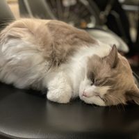 Katzentempel, Bremen  at Katzentempel - Bremen in Bremen