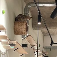 Katzentempel, Bremen  at Katzentempel - Bremen in Bremen