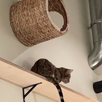 Katzentempel, Bremen  at Katzentempel - Bremen in Bremen