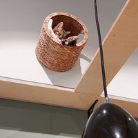  at Katzentempel - Bremen in Bremen