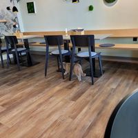 One of the cats at Katzentempel - Bremen in Bremen