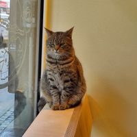  at Katzentempel - Bremen in Bremen