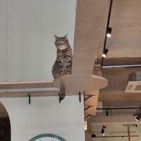  at Katzentempel - Bremen in Bremen