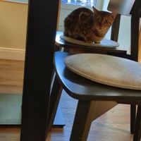  at Katzentempel - Bremen in Bremen