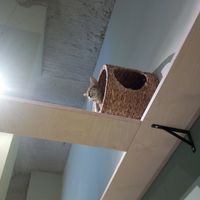  at Katzentempel - Bremen in Bremen