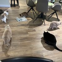   at Katzentempel - Bremen in Bremen