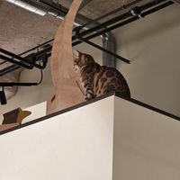  at Katzentempel - Bremen in Bremen