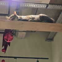  at Katzentempel - Bremen in Bremen