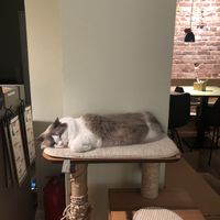   at Katzentempel - Bremen in Bremen