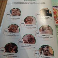 Die Katzen (Stand März 2025) at Katzentempel - Bremen in Bremen