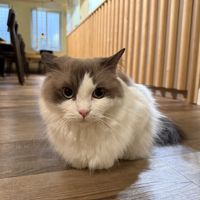 cat  at Katzentempel - Bremen in Bremen