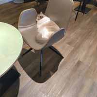 ❤️😸 at Katzentempel - Bremen in Bremen