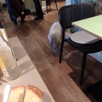 One of our hosts (camera shy) at Katzentempel - Bremen in Bremen