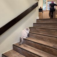   at Katzentempel - Bremen in Bremen