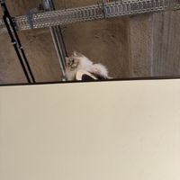   at Katzentempel - Bremen in Bremen