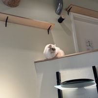   at Katzentempel - Bremen in Bremen