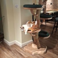  at Katzentempel - Bremen in Bremen