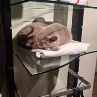  at Katzentempel - Bremen in Bremen