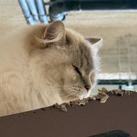 cat  at Katzentempel - Bremen in Bremen