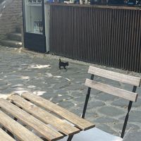 Cute kitten   at ChikChiki Cafe • ჭიკჭიკი კაფე in Sighnaghi