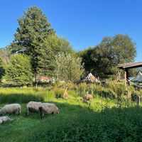 Sheep (of the neighbouring farm) in front of the site at Les Jardins de Biffontaine in Biffontaine