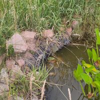 The frog 🐸 at Les Jardins de Biffontaine in Biffontaine