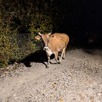 Met cows on the way down the road! at Villa Gjeçaj in Theth