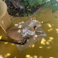   at Funga in Buenos Aires