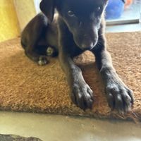 Puppy   at Cafe Noshers in Nuwara Eliya