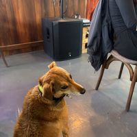 Another puppy   at Cafe Noshers in Nuwara Eliya