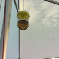  at Gambrinus in Bad Schandau