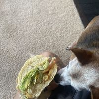 Living Room Picnic - Doggo Trying to Sneak a Bite  at Ike's in San Leandro
