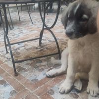 resident dog at Belli Siciliani Restaurant in Bucharest
