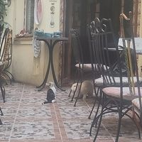 resident cat and bunny at Belli Siciliani Restaurant in Bucharest