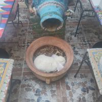 resident bunny at Belli Siciliani Restaurant in Bucharest