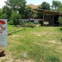 Outside Area Beautiful at The Tea Tree Cafe in Chiang Mai