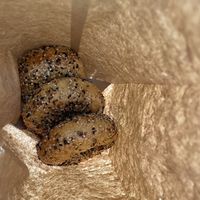 Everything bagels - they threw in an extra for me 🙇‍♀️  at Tali's Bagels & Schmear in Honolulu