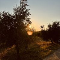   at Olive Garden - Ulika Maslinik in Krk