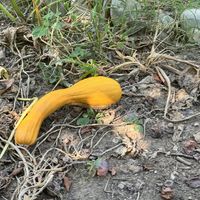   at The House in the Village in Pellumbas