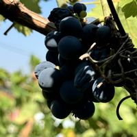   at The House in the Village in Pellumbas