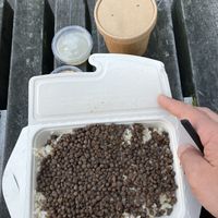 main dish   at Abu Amr Koshari  in Amsterdam