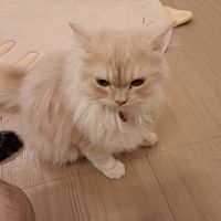  at MagiCat Kafe in Penang