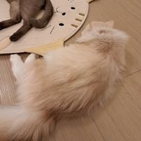  at MagiCat Kafe in Penang