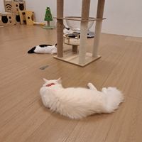  at MagiCat Kafe in Penang