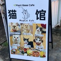 Some of the cats names, they have more than this   at MagiCat Kafe in Penang